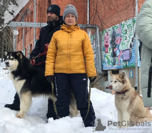 Фото №4. Продажа сибирского хаски в Иваново частное объявление - цена договорная