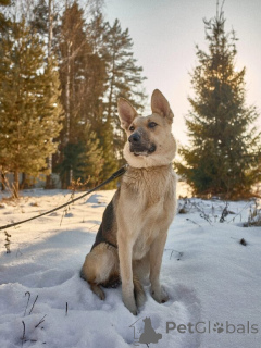 Фото №2 к объявлению №139028 о продаже беспородную - купить в России 