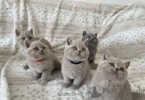 Фото №3. Милые британские короткошерстные котята. Греция