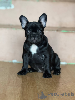 Фото №3. Французский бульдог красивые щенки.  Сербия