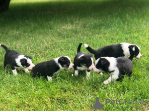 Фото №3. Adorable Border Collie puppies for free adoption.  Германия