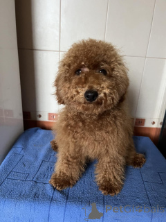 Фото №1. пудель (той) - купить в Киеве за 139151₽. Объявление №156646