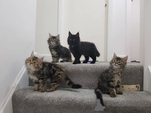 Фото №1. мейн-кун - купить в Антверпен за Бесплатно. Объявление №154168