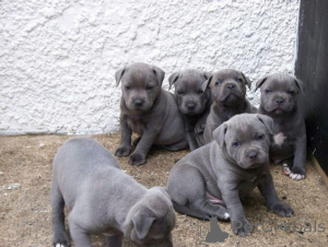 Фото №1. стаффордширский бультерьер - купить в Кампания De Berchtesgaden за договорная. Объявление №162358