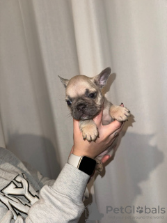 Фото №2 к объявлению №132088 о продаже французского бульдога - купить в Австралии частное объявление