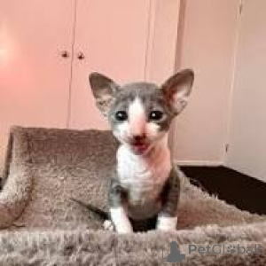 Фото №3. Котята Schattige Cornish Rex Zoeken een nieuw thuis.. Бельгия