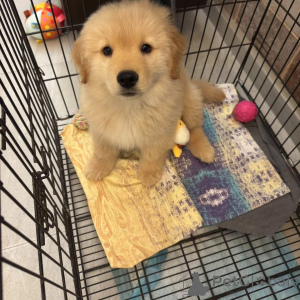 Фото №2 к объявлению №165319 о продаже золотистого ретривера - купить в Австрии заводчик