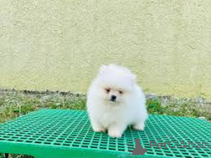 Фото №3. Померанские Хиоты в продаже.  Франция