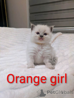 Фото №4. Продам рэгдолла в Флорида Сити частное объявление - цена 79084₽