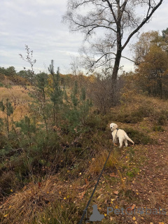 Фото №2 к объявлению №157843 о продаже золотистого ретривера - купить в Германии частное объявление
