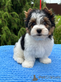 Фото №4. Продажа  в Орше из питомника, заводчик - цена договорная