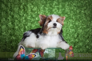 Фото №3. Малыш бивер.  Украина