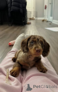 Фото №2 к объявлению №163177 о продаже таксу - купить в Польше заводчик