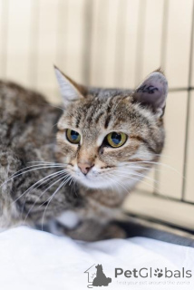 Фото №2 к объявлению №159112 о продаже  - купить в России из приюта