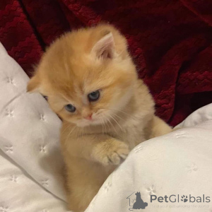 Фото №2 к объявлению №163474 о продаже  - купить в Германии 