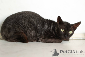 Фото №3. Кошечка Арианна ищет дом!. Россия