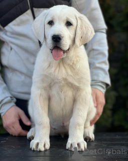 Фото №3. Щенки о пастухах центральной азиатской пастухи.  Сербия