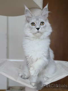 Фото №1. мейн-кун - купить в Арел за договорная. Объявление №156775