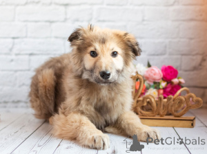 Фото №4. Продажа беспородную в Москве реке частное объявление - цена Бесплатно