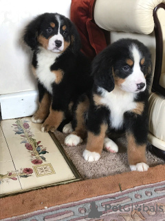 Фото №3. Cute Bernese Mountain puppies for free adoption.  Германия