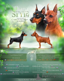 Фото №3. Высокопородный щенки карликового пинчера.  Беларусь