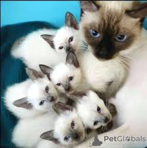 Фото №1. сиамская - купить в Париже за 46384₽. Объявление №165502