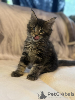 Фото №2 к объявлению №143864 о продаже мейн-кун - купить в США частное объявление