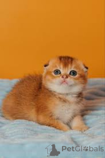 Фото №3. Kocięta rasy Scottish Fold dostępne na sprzedaż. Польша