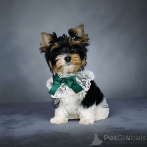 Фото №3. Бивер.  Грузия