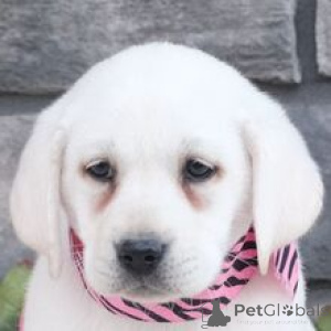 Фото №2 к объявлению №166027 о продаже лабрадор-ретривера - купить в Германии заводчик