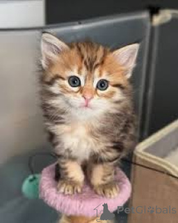 Фото №1. сибирская - купить в Амстердам за 46384₽. Объявление №162808