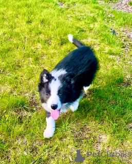 Фото №2 к объявлению №47054 о продаже бордер-колли - купить в России 