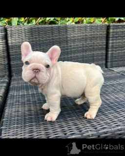 Фото №1.  - купить в Бонна за договорная. Объявление №167023