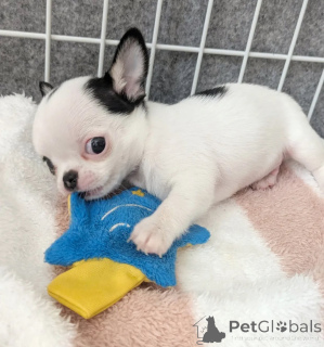 Фото №4. Продажа чихуахуа в Toulouse заводчик - цена договорная