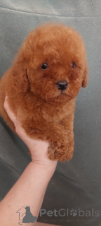 Фото №3. Toy poodle 2 boys.  Украина