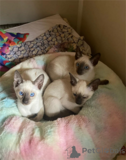 Фото №1. сиамская - купить в Ганновер за 32468₽. Объявление №153768