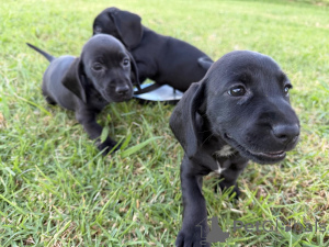 Фото №1. такса - купить в Эсенс за 69575₽. Объявление №161287