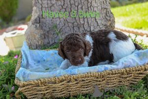 Фото №2 к объявлению №158388 о продаже пуделя (королевского) - купить в Дании частное объявление