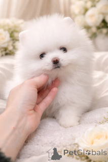 Фото №2 к объявлению №166527 о продаже беспородную - купить в Украине из питомника, заводчик