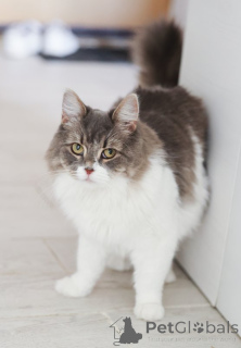 Фото №1.  - купить в Домодедово за Бесплатно. Объявление №151212