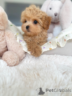 Фото №1. мальтипу - купить в Берлине за договорная. Объявление №163590