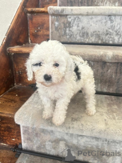 Фото №2 к объявлению №157686 о продаже кавалер-кинг-чарльз-спаниеля - купить в Германии заводчик