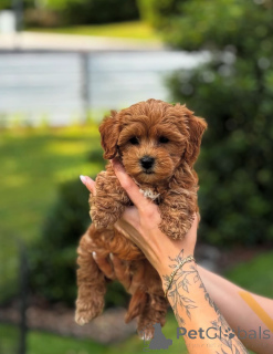 Фото №1. пудель (той) - купить в 665 Сайт Колония за договорная. Объявление №154284