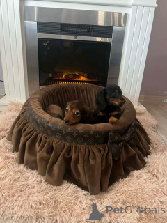 Фото №2 к объявлению №165686 о продаже таксу - купить в Сербии 