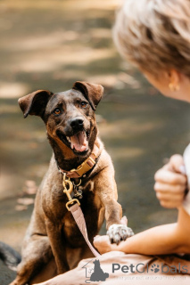 Фото №1. беспородная - купить в Москве реке за Бесплатно. Объявление №150156