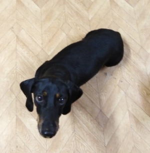 Фото №2 к объявлению №6409 о продаже таксу - купить в России частное объявление