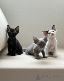 Фото №1. девон рекс - купить в Алсдорф за договорная. Объявление №158813