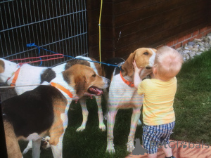 Дополнительные фото: Щеночки русской Гончей. Нам полтора месяца.