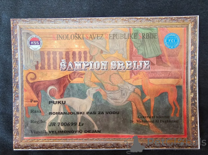 Фото №3. Доступны щенки Romagnolo romagnolo.  Сербия