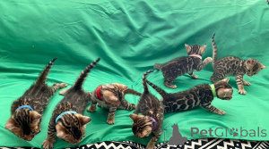 Фото №1. бенгальская - купить в Мальмё за 69575₽. Объявление №153259